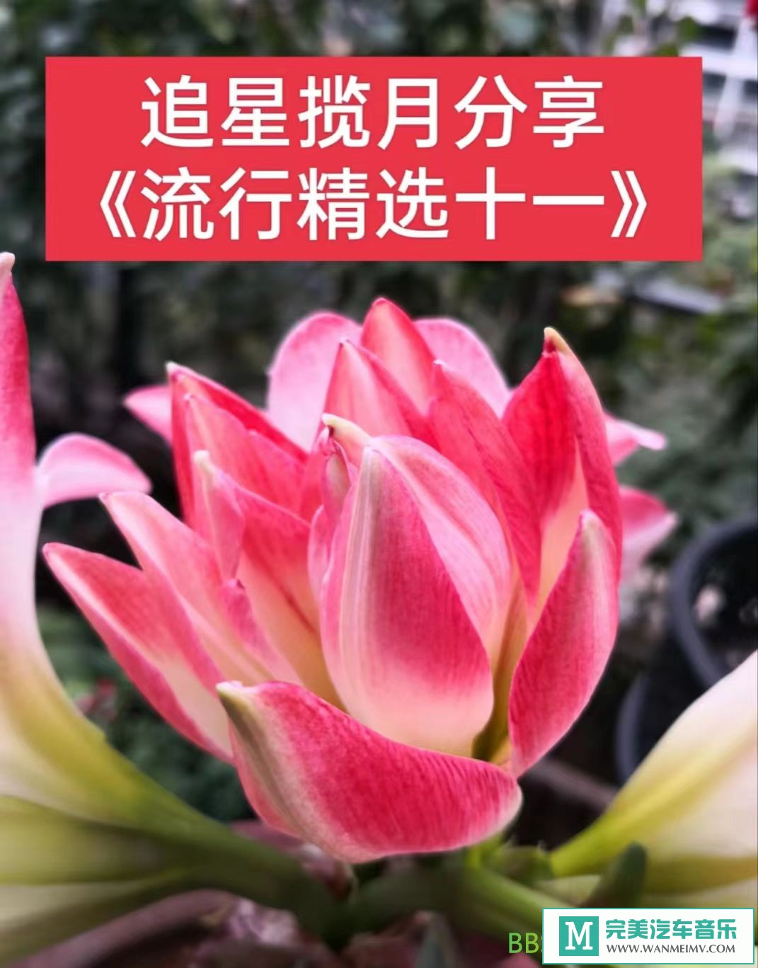 无损音乐 中文曲[VIP专区]-群星《网络流行精选十一》45首[2022/FLAC/BD](1)